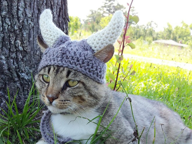 animal-hats-0014-08272015