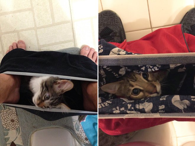 animals-002-08102015