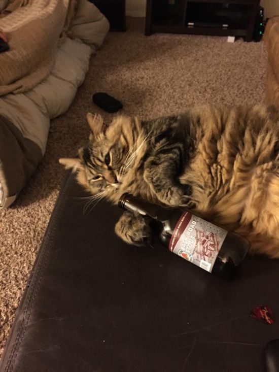 animals_know_how_party_07