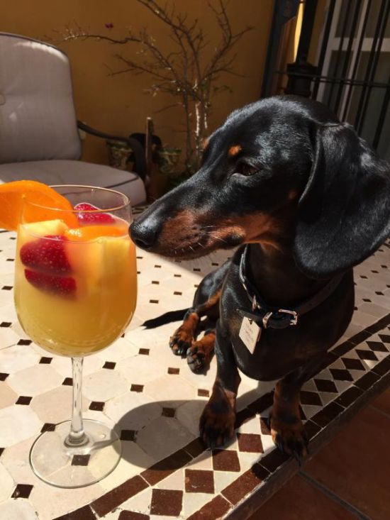 animals_know_how_party_35