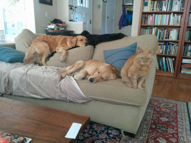 can_you_spot_the_odd_one_out_640_01