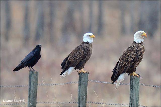 can_you_spot_the_odd_one_out_640_35