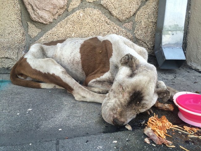 Η φροντίδα σώζει σκύλο που αφέθηκε να πεθάνει στο δρόμο