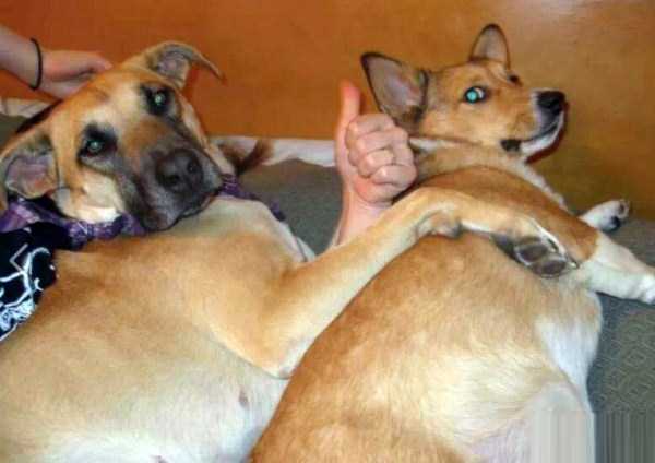 double-meaning-pictures-7