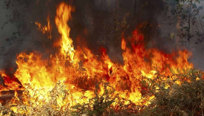 Στάχτες έγιναν 30 στρέμματα στο Μυλοπόταμο