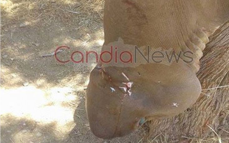 Καρχαρίας Κρήτη candia Καρχαρίας Κρήτη candia