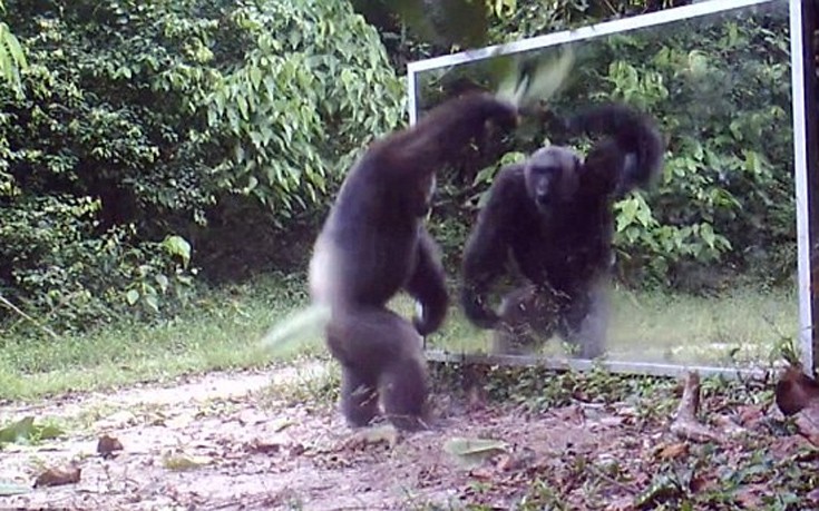 Χιμπατζήδες διώχνουν με χορευτικές φιγούρες τον&#8230; εαυτό τους