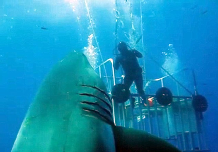 Στη δημοσιότητα βίντεο με τον μεγαλύτερο λευκό καρχαρία στον κόσμο