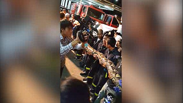 Φίδι οκτώ μέτρων βρέθηκε έξω από εστιατόριο στη Μπανγκόκ