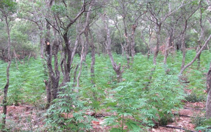 Φυτεία με 1.301 δενδρύλλια κάνναβης εντοπίστηκε στη Φωκίδα