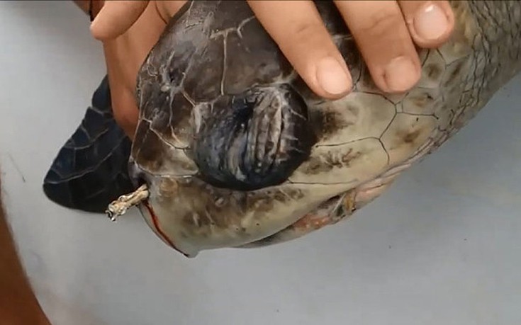 Έβγαλαν καλαμάκι από το ρουθούνι θαλάσσιας χελώνας