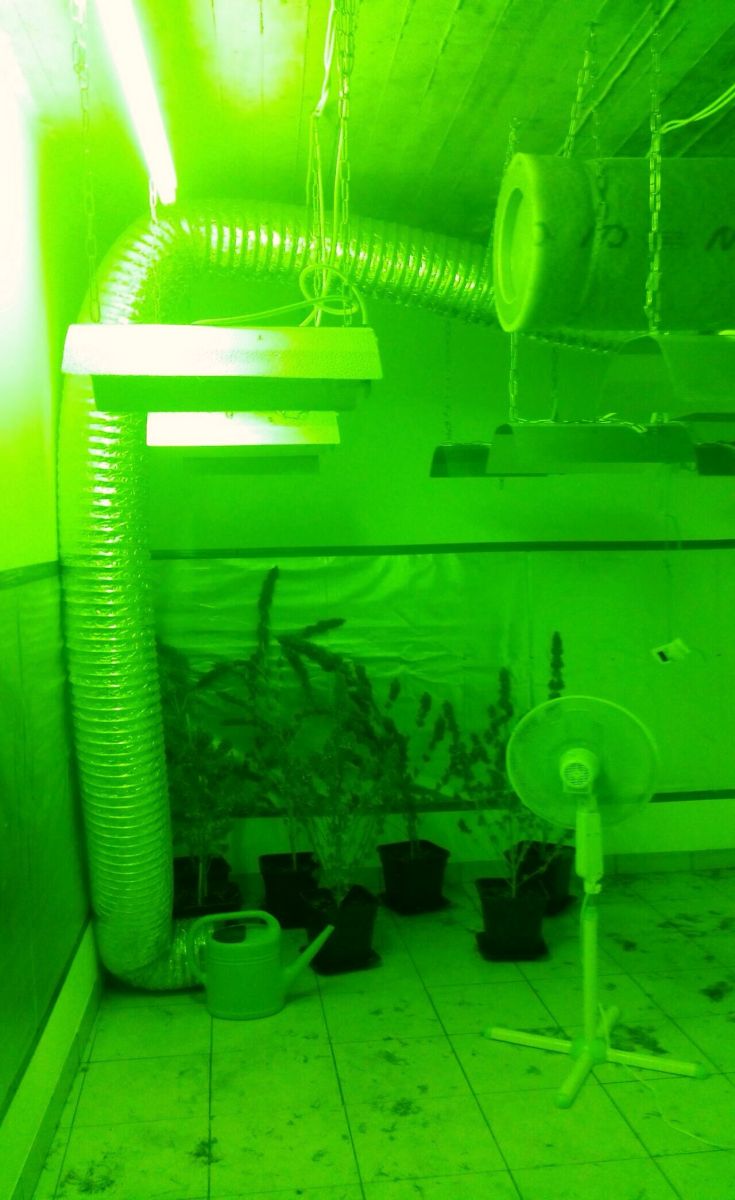 ΦΩΤΟ ΚΑΝΝΑΒΗ 2 ΦΩΤΟ ΚΑΝΝΑΒΗ 2