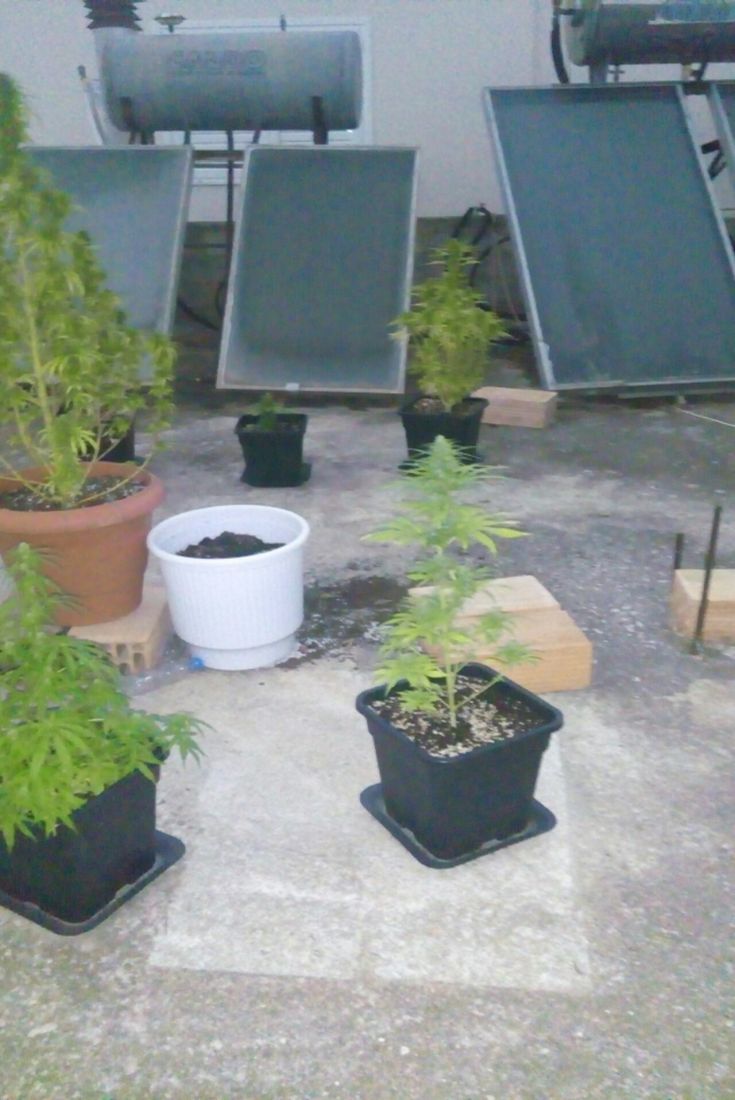 ΦΩΤΟ ΚΑΝΝΑΒΗ 5 ΦΩΤΟ ΚΑΝΝΑΒΗ 5