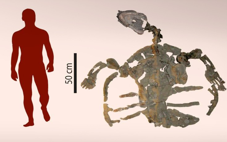 Βρέθηκε το απολίθωμα της αρχαιότερης χελώνας