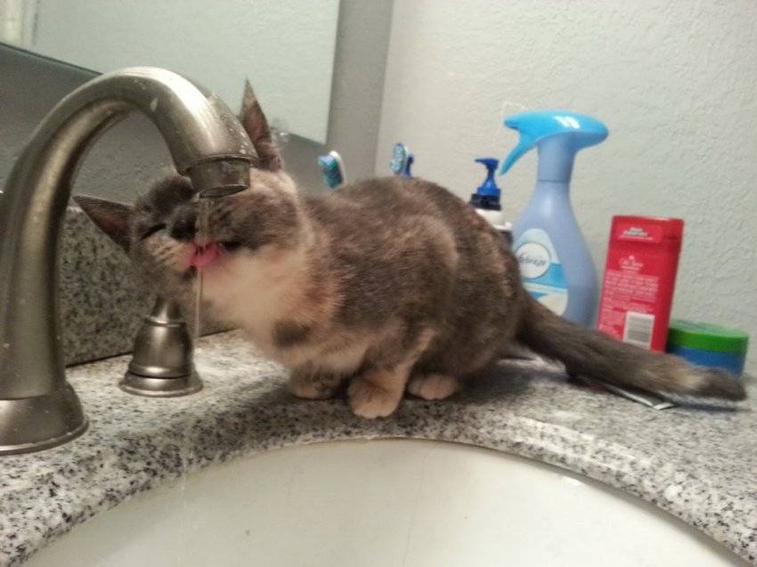 Γάτες στο μπάνιο