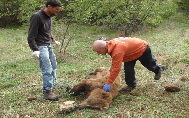 ΑΡΚΟΥΔΑ ΑΡΚΟΥΔΑ
