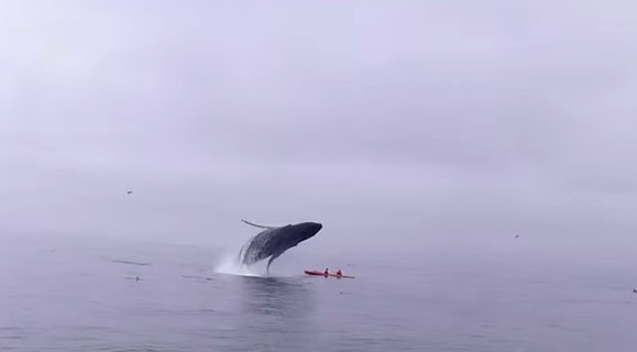 Η επαφή που δεν θα ήθελες ποτέ να είχες με φάλαινα