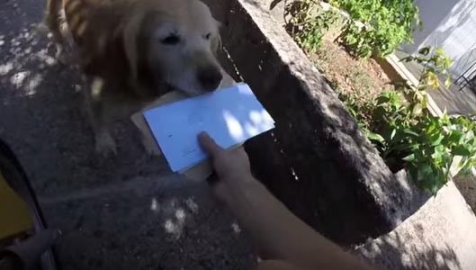 Ο σκύλος που το πάει το γράμμα