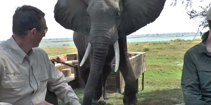 Πώς μπορεί να σου χαλάσει το γεύμα ένας ελέφαντας
