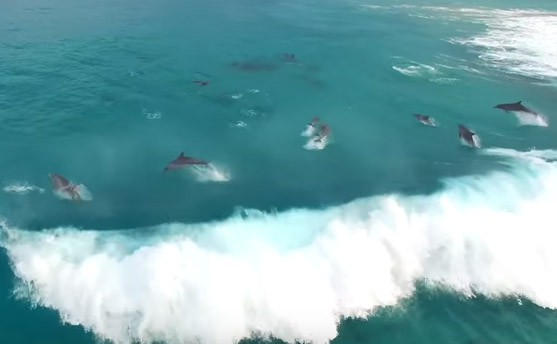Δελφίνια παίζουν στα κύματα