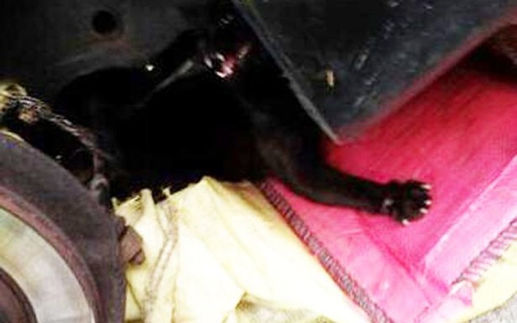 Έδεσαν γάτα κάτω από αυτοκίνητο για να πεθάνει βασανιστικά