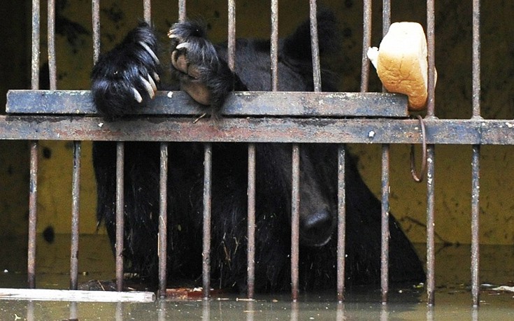 Τραγικό τέλος για τα ζώα πλημμυρισμένου ζωολογικού κήπου στη Ρωσία
