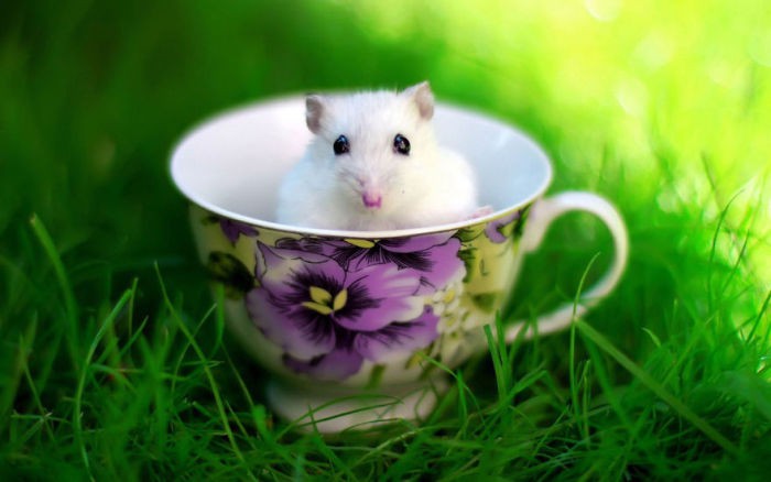 cute_hamster_03