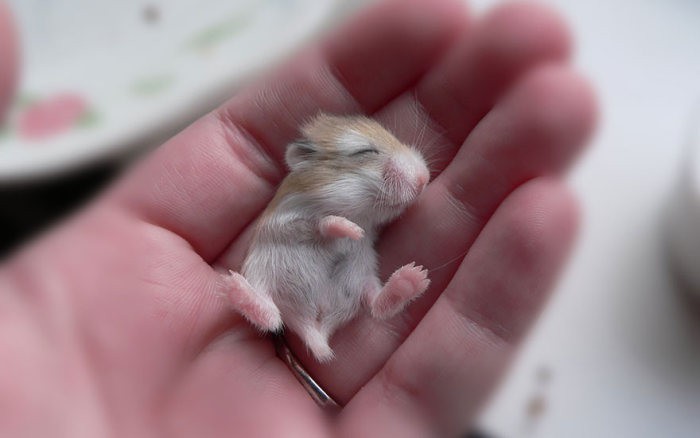 cute_hamster_20