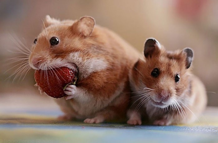 cute_hamster_23