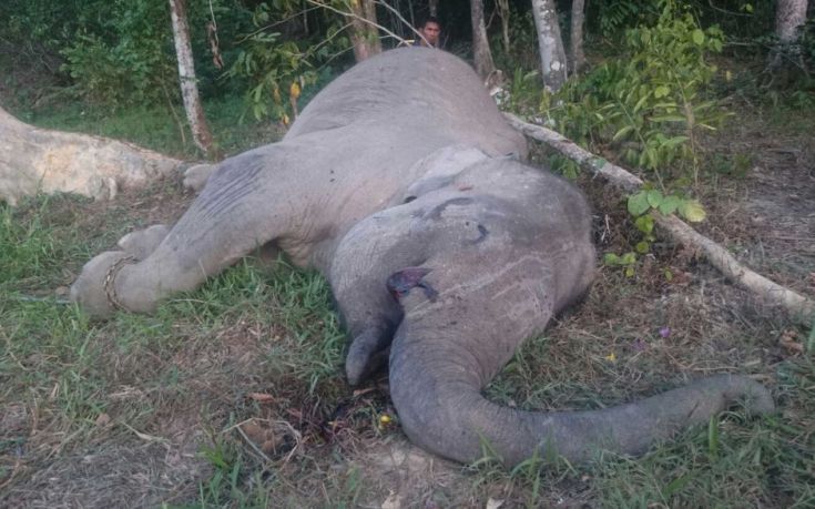 Σκότωσαν σπάνιο ελέφαντα στη Σουμάτρα για τους χαυλιόδοντες του