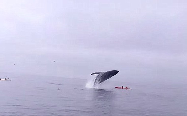 Η απίστευτη βουτιά της φάλαινας