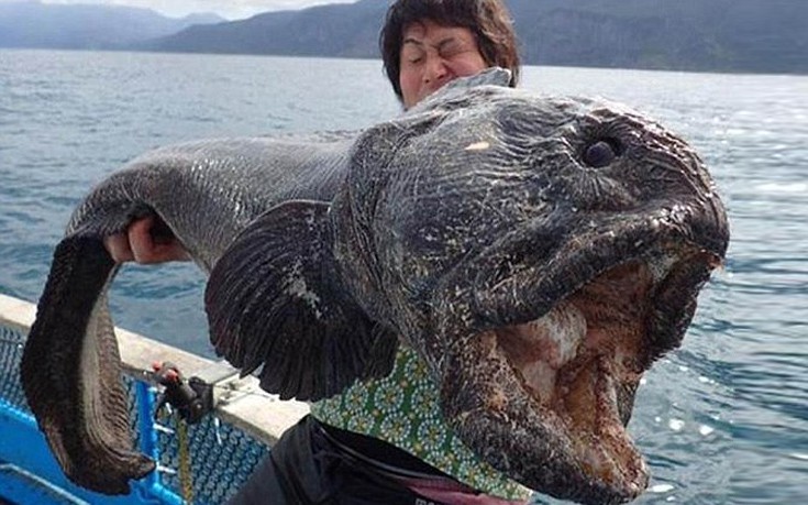 Τερατώδες ψάρι πιάστηκε στην Ιαπωνία