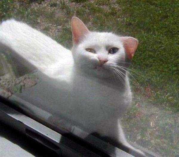 funny-cute-animals-16