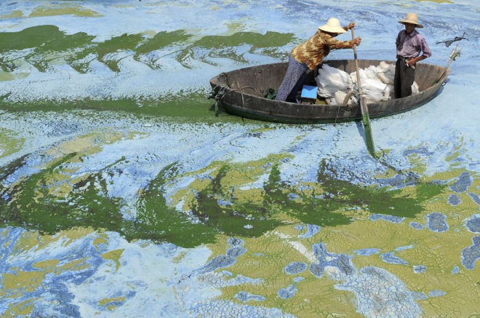 Fishermen row a boat in the algae-filled Chaohu Lake in Hefei, Anhui province, June 19, 2009. The country has invested 51 billion yuan ($7.4 billion) towards the construction of 2,712 projects for the treatment of eight rivers and lakes including Huaihe River, Haihe River, Liaohe River, Chaohu Lake, Dianchi Lake, Songhua River, the Three Gorges region of the Yangtze River and its upstream area, Xinhua News Agency reported. REUTERS/Jianan Yu (CHINA ENVIRONMENT SOCIETY BUSINESS IMAGES OF THE DAY)  FOR BEST QUALITY IMAGE ALSO SEE: GM1E57T19EY01 - RTR24T8T