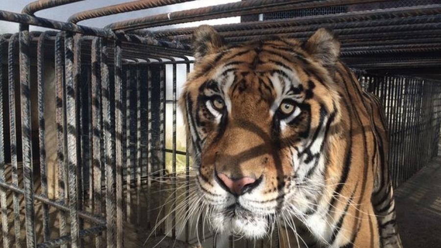 Πέθανε ο τίγρης που είχε διασωθεί από τον ζωολογικό κήπο Τρικάλων