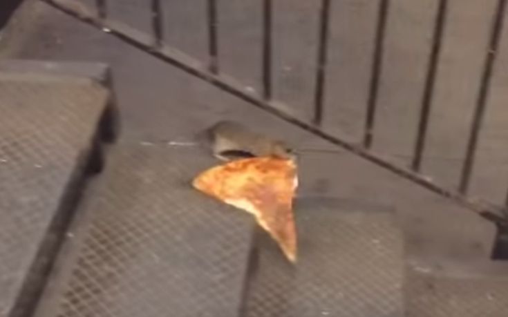 Αρουραίος δίνει μάχη για ένα κομμάτι πίτσα