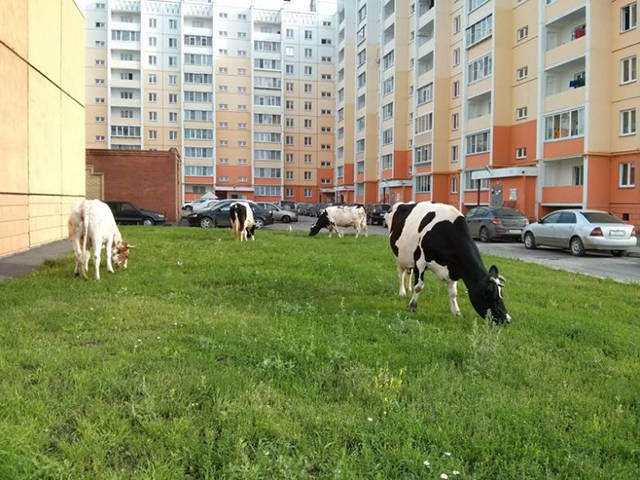 russia_where_everything_is_kinda_different_640_15