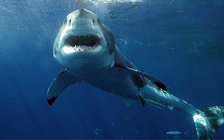 Περισσότεροι άνθρωποι πέθαναν το 2015 βγάζοντας selfies παρά από καρχαρίες