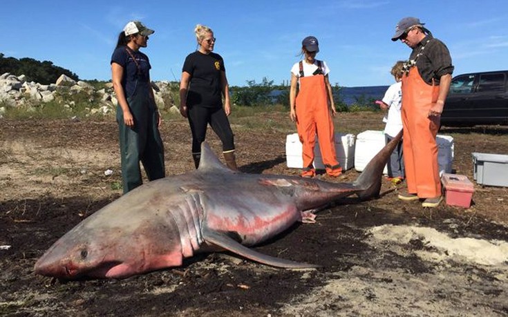 Μεγάλος λευκός καρχαρίας ξεβράστηκε στην ακτή