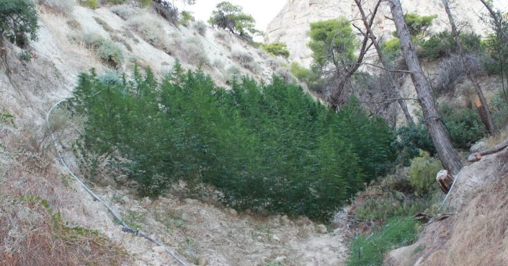 Χειροπέδες σε καλλιεργητή μεγάλης φυτείας χασίς