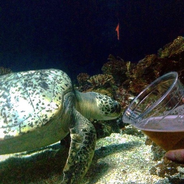 11820630_1692686427621488_2138366834_n