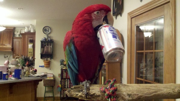 4dfdff9624a922d639beccbc853fa0a7