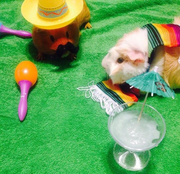 4e5ba5d5404699f65ca16f38d67ef44d