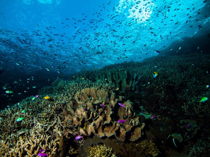 Υπάρχουν περισσότερα από 300 είδη κοραλλιών και 3000 είδη ψαριών που δημιουργούν μια υποβρύχια wonderland για τους δύτες. Υπάρχουν περισσότερα από 300 είδη κοραλλιών και 3000 είδη ψαριών που δημιουργούν μια υποβρύχια wonderland για τους δύτες.