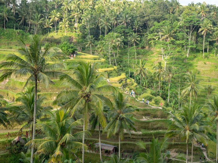 Οι ορυζώνες Tegallalang στο Ubud, Bali αποτελούν επίσης δημοφιλή προορισμό τουριστών, τόσο γιατί είναι εξαιρετικό φόντο για φωτογραφίες όσο και για τα πολυάριθμα καλλιτεχνικά κιόσκια και καφέ. Οι ορυζώνες Tegallalang στο Ubud, Bali αποτελούν επίσης δημοφιλή προορισμό τουριστών, τόσο γιατί είναι εξαιρετικό φόντο για φωτογραφίες όσο και για τα πολυάριθμα καλλιτεχνικά κιόσκια και καφέ.