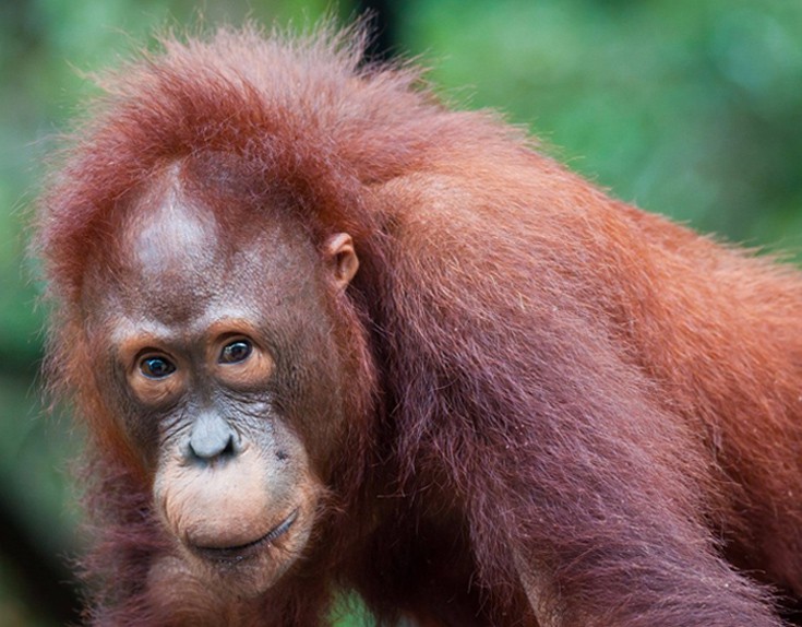 Στο Tanjung Putting National στην περιοχή Κalimantan λειτουργεί κέντρο αποκατάστασης και επανένταξης ουρακοτάγκων. Οι επισκέπτες μπορούν να κάνουν «κρουαζιέρα» σε ποταμό της ζούγκλας κατά την οποία περνούν από σημεία όπου οι φιλοξενούμενοι τρέφονται. Στο Tanjung Putting National στην περιοχή Κalimantan λειτουργεί κέντρο αποκατάστασης και επανένταξης ουρακοτάγκων. Οι επισκέπτες μπορούν να κάνουν «κρουαζιέρα» σε ποταμό της ζούγκλας κατά την οποία περνούν από σημεία όπου οι φιλοξενούμενοι τρέφονται.