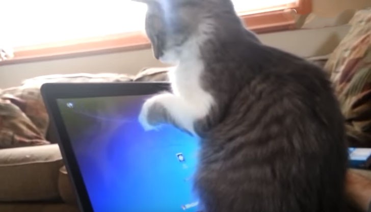 Πώς αντιδρούν οι γάτες στα κομπιούτερ