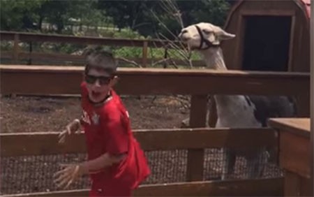 Ζώα τρομοκρατούν ανθρώπους