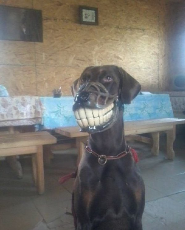 animals-that-dont-suck-30-photos-10