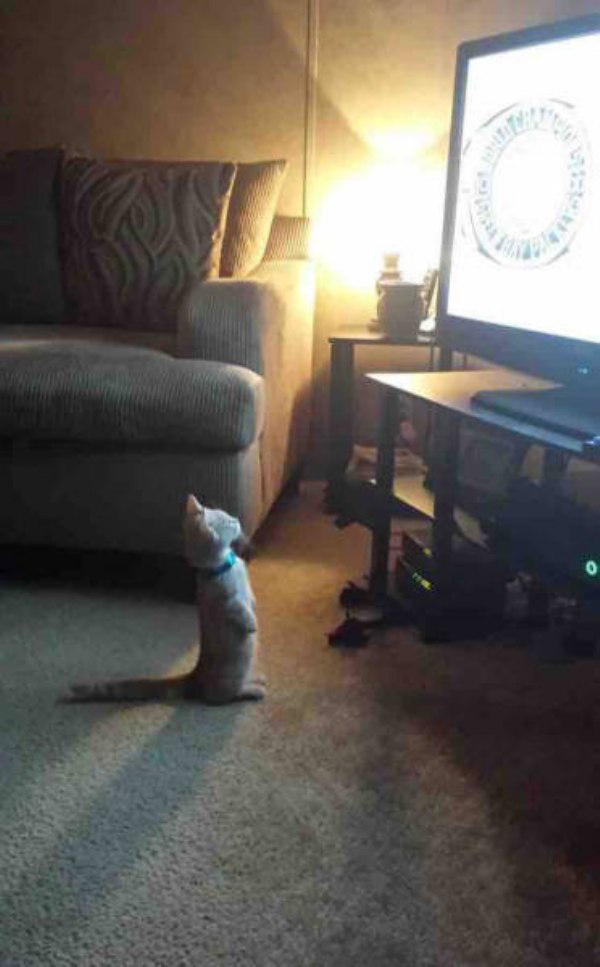 animals-that-dont-suck-30-photos-19